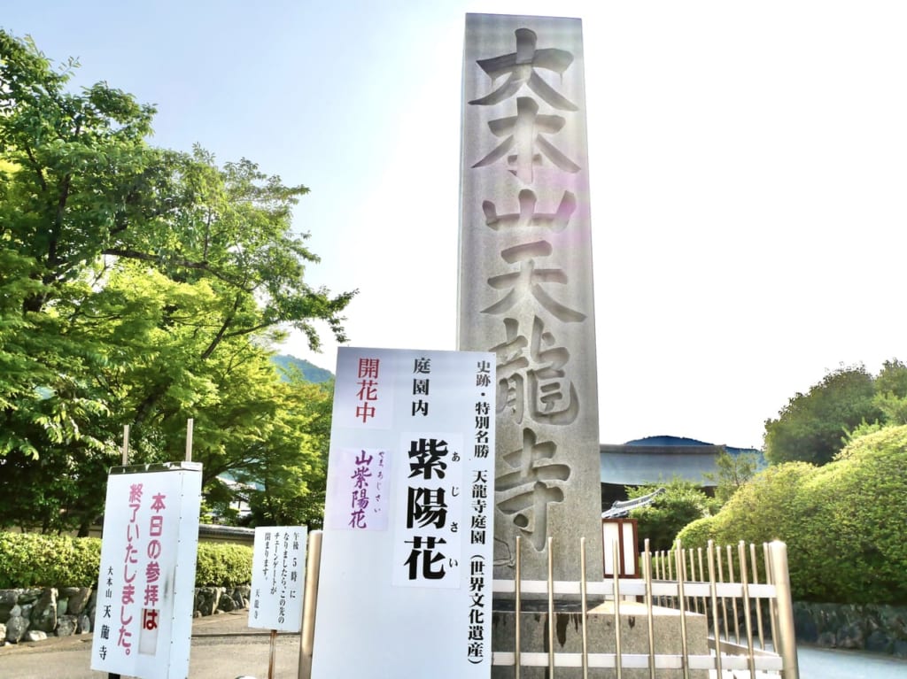 天龍寺紫陽花