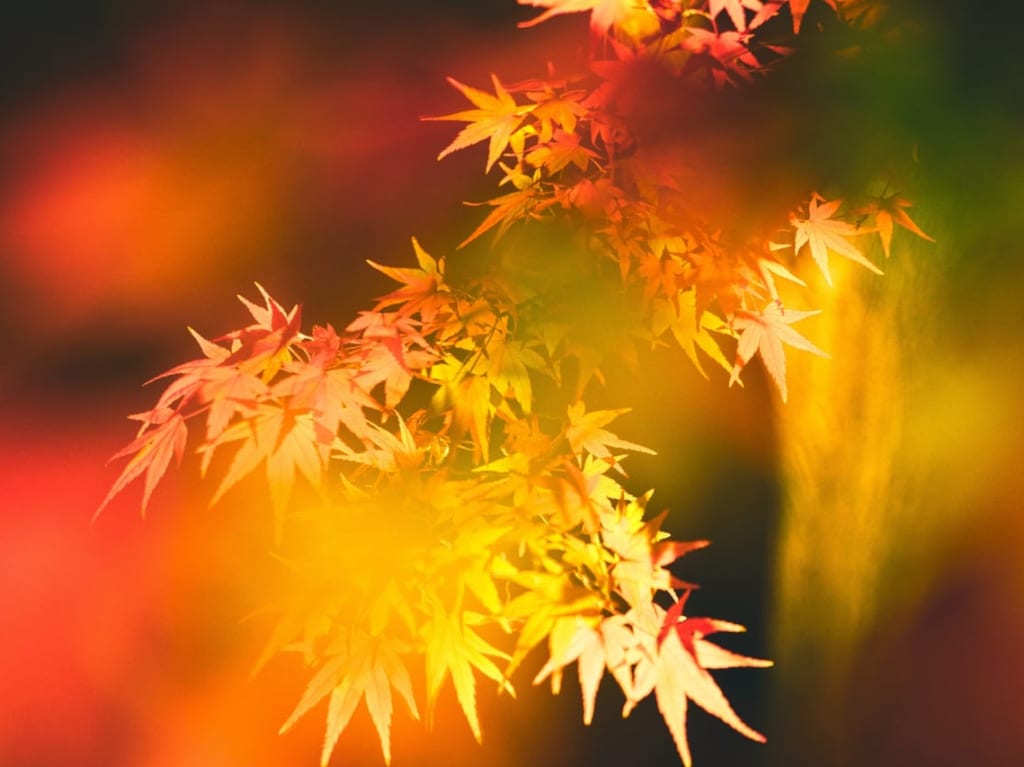 ライトアップ紅葉
