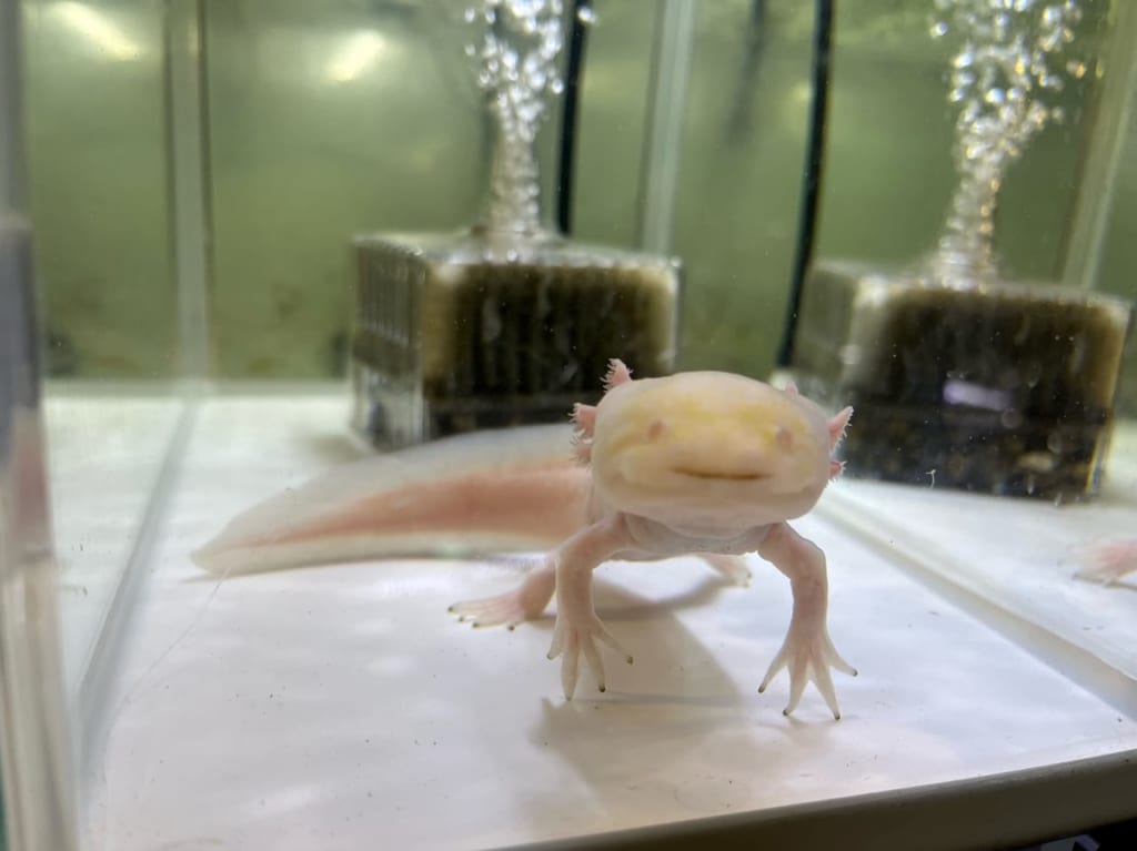 ウーパールーパー可愛い